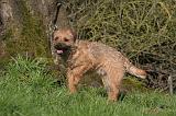BORDER TERRIER 120